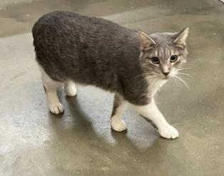 BETH, Adoptable, Young Female Domestic Short Hair.