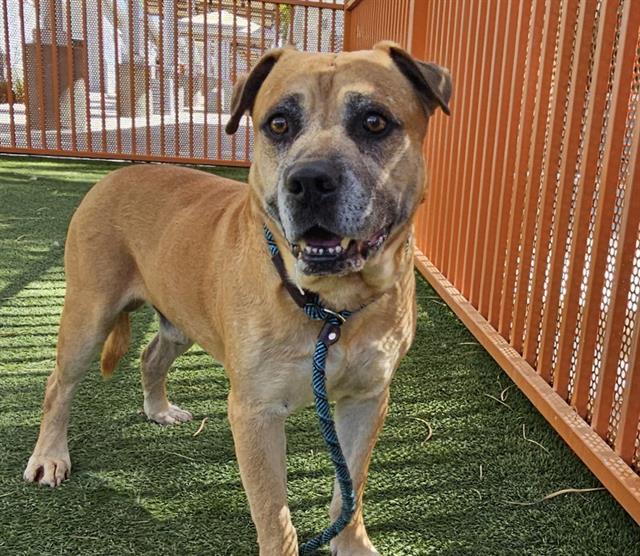 Enlarge SPIKE, a Adoptable mixed breed in Las Vegas, NV image 1/1