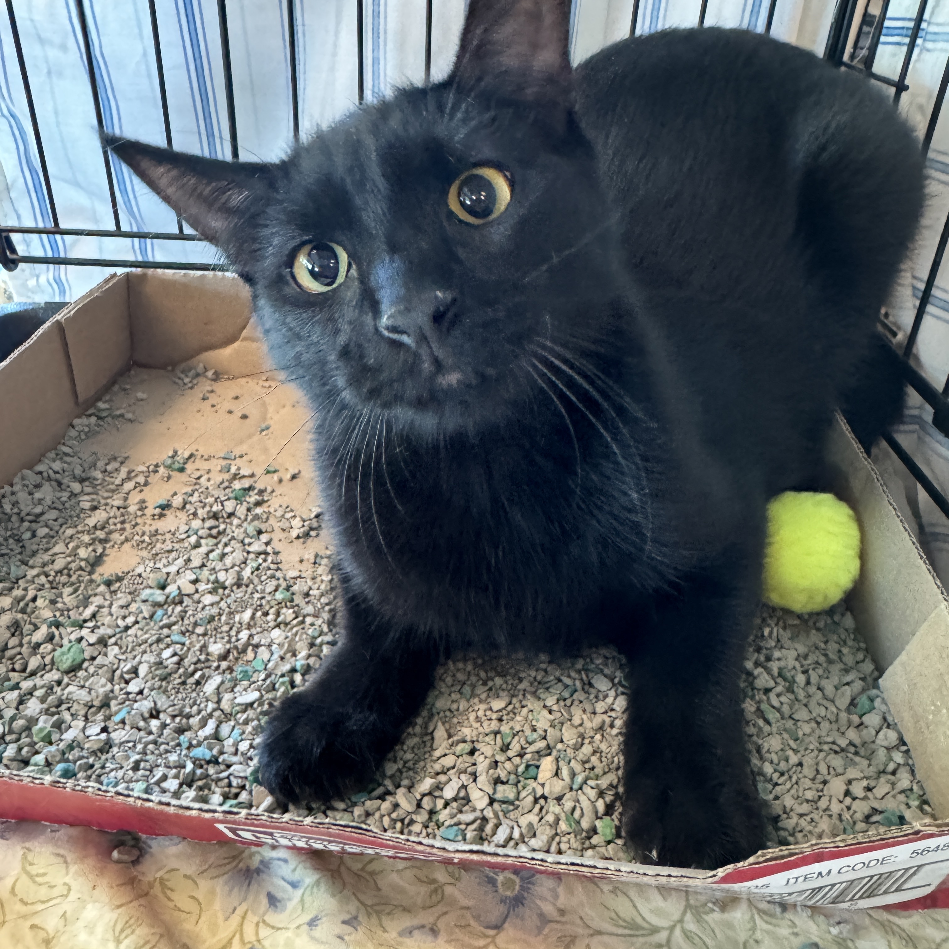 Apple Crisp, Adoptable, Young Male Domestic Short Hair.