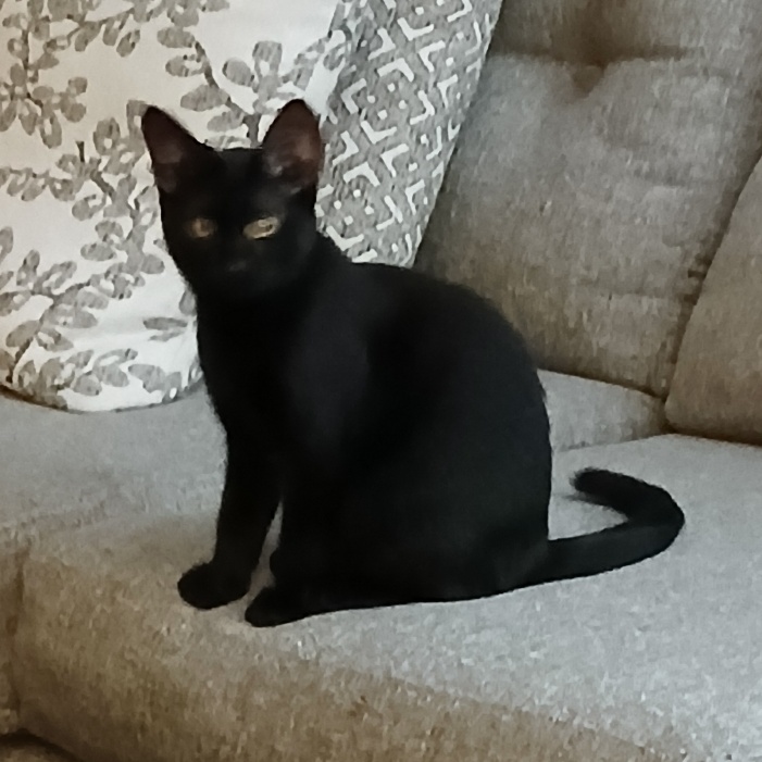 Enlarge Apple Crisp, a Adoptable Domestic Short Hair in Mokena, IL image 1/4