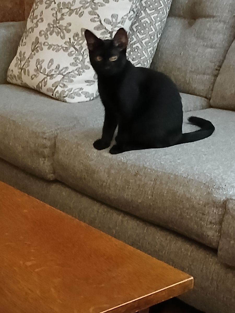 Apple Crisp, a Adoptable Domestic Short Hair in Mokena, IL image 2/4