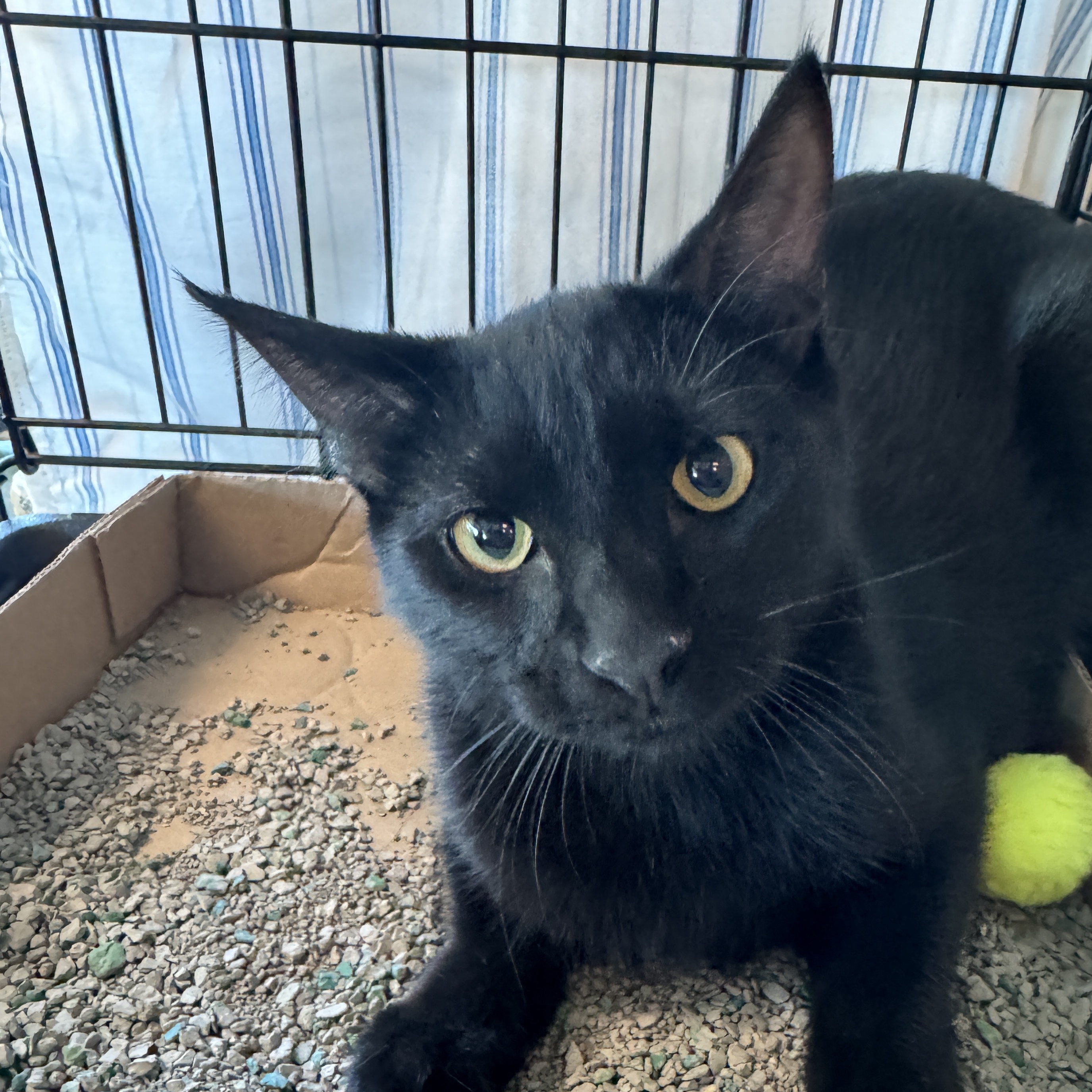 Apple Crisp, a Adoptable Domestic Short Hair in Mokena, IL image 4/4