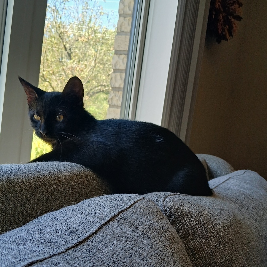 Apple Crisp, a Adoptable Domestic Short Hair in Mokena, IL image 3/4