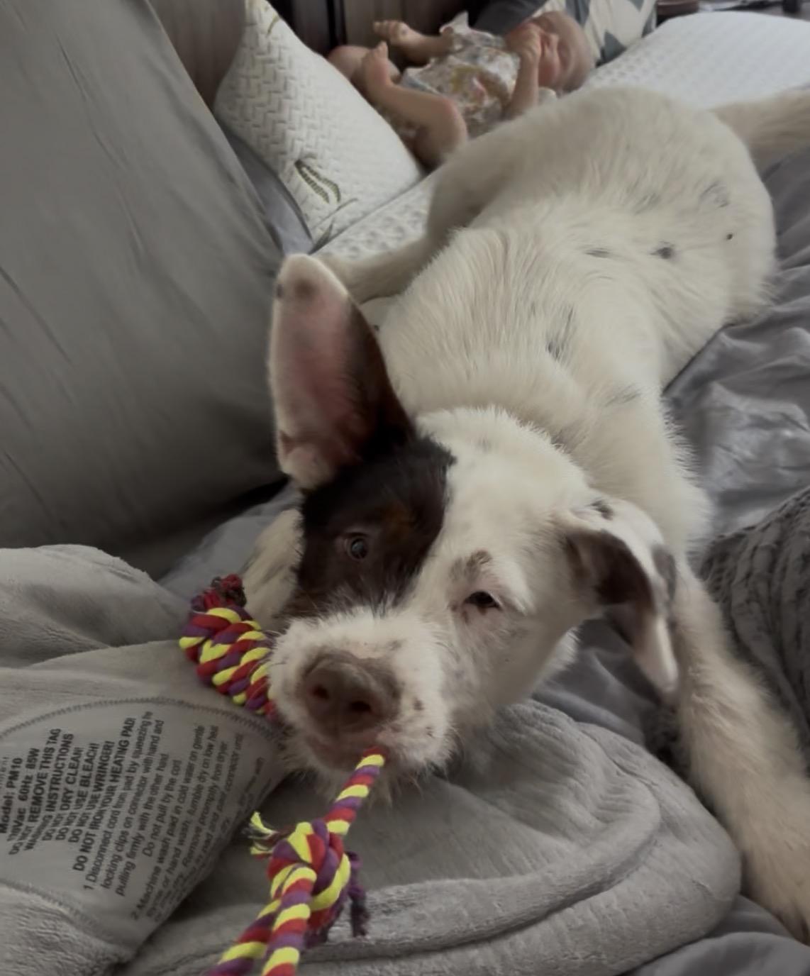 Enlarge Lasso, a Adoptable Australian Cattle Dog / Blue Heeler in Burleson, TX image 3/6