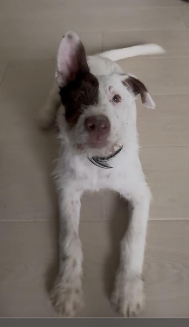 Enlarge Lasso, a Adoptable Australian Cattle Dog / Blue Heeler in Burleson, TX image 2/6