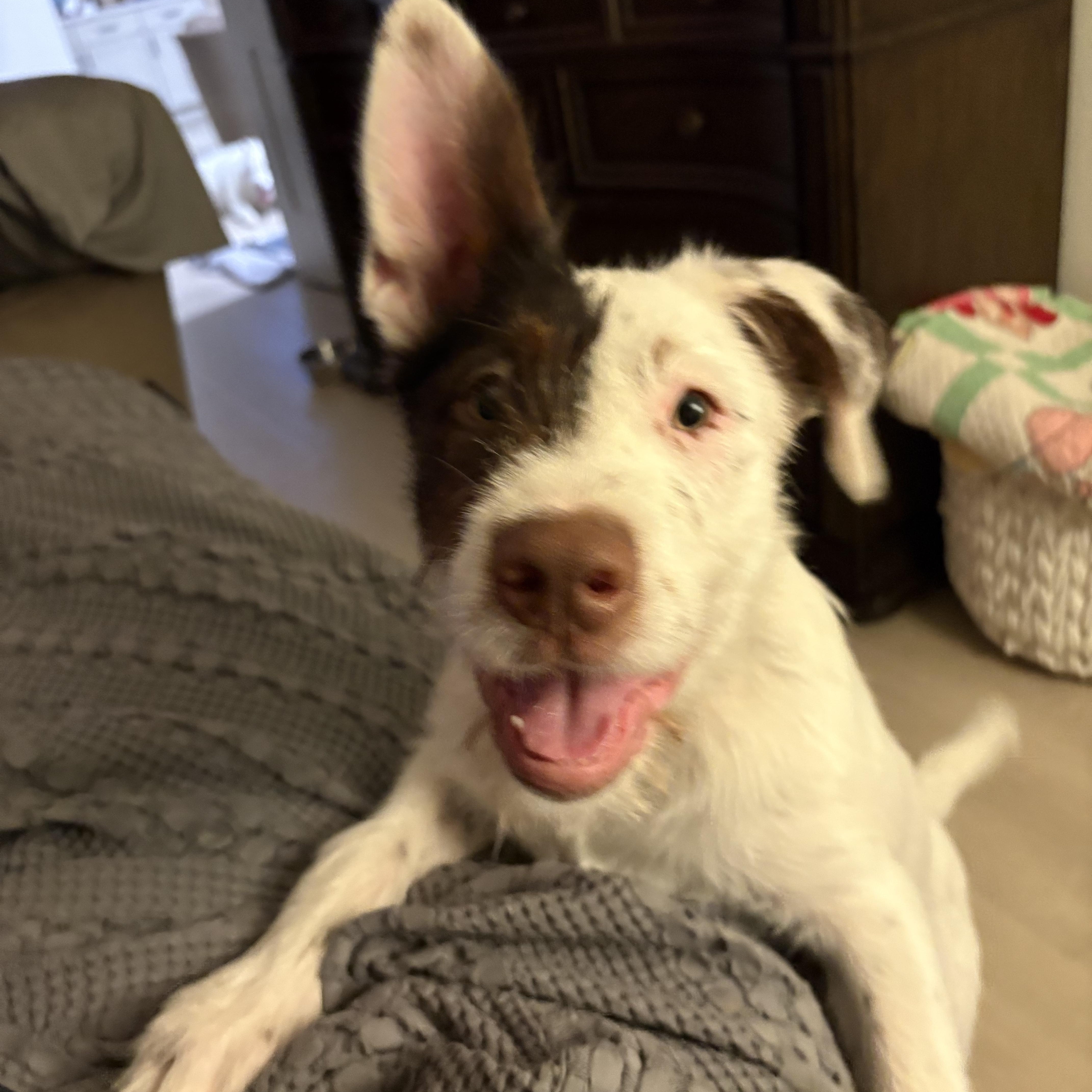 Enlarge Lasso, a Adoptable Australian Cattle Dog / Blue Heeler in Burleson, TX image 1/6