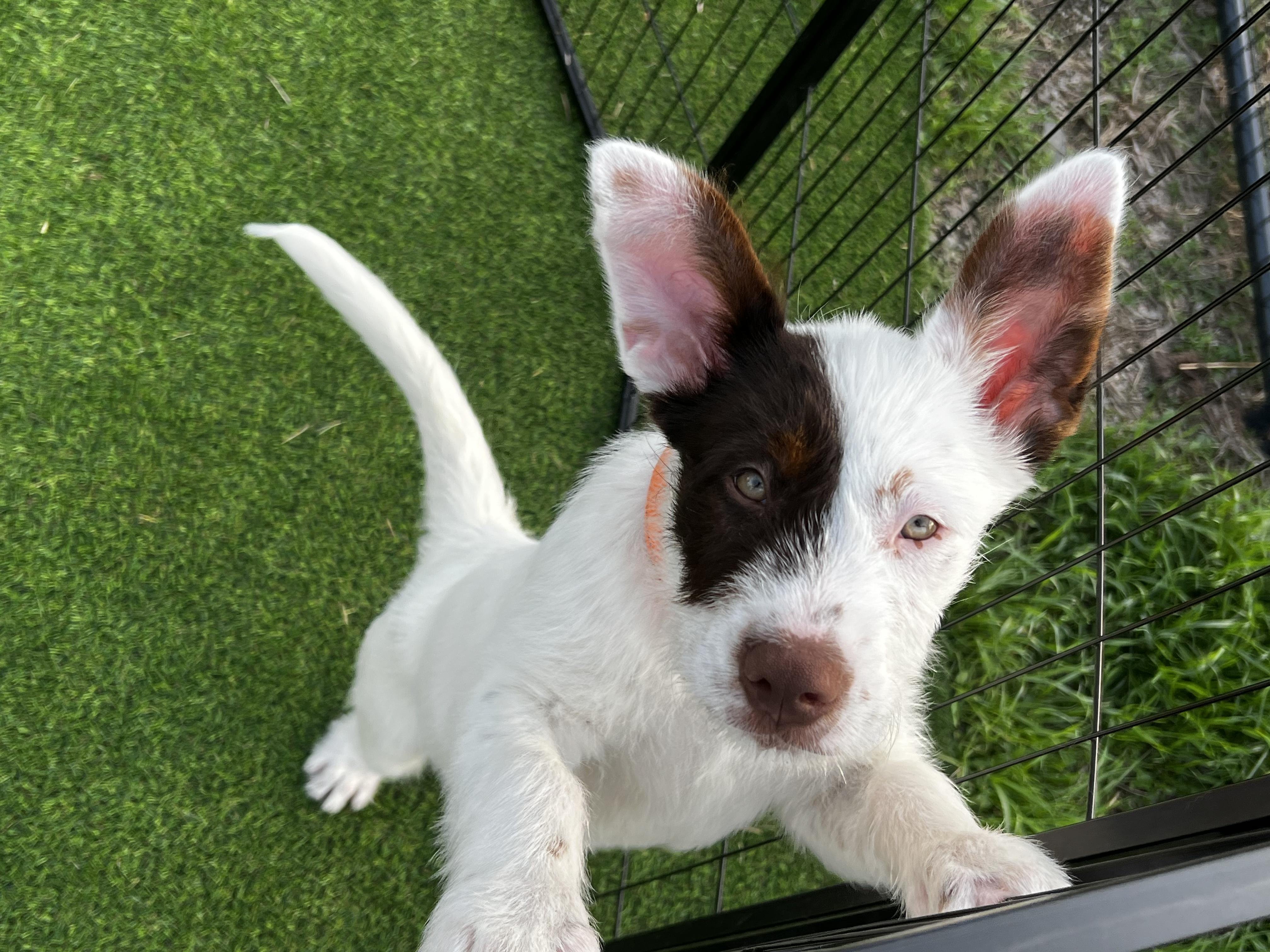 Enlarge Lasso, a Adoptable Australian Cattle Dog / Blue Heeler in Burleson, TX image 6/6