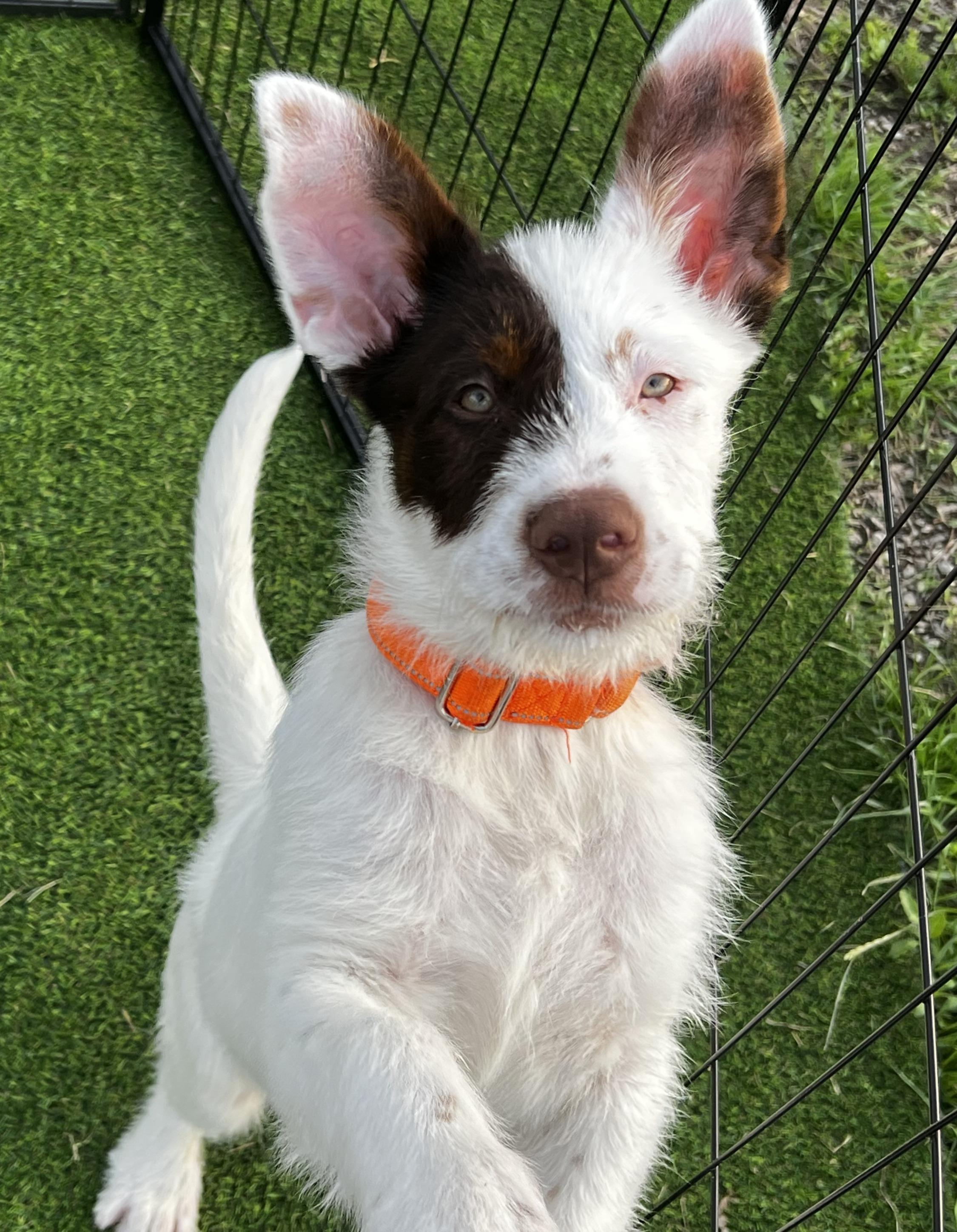 Enlarge Lasso, a Adoptable Australian Cattle Dog / Blue Heeler in Burleson, TX image 5/6