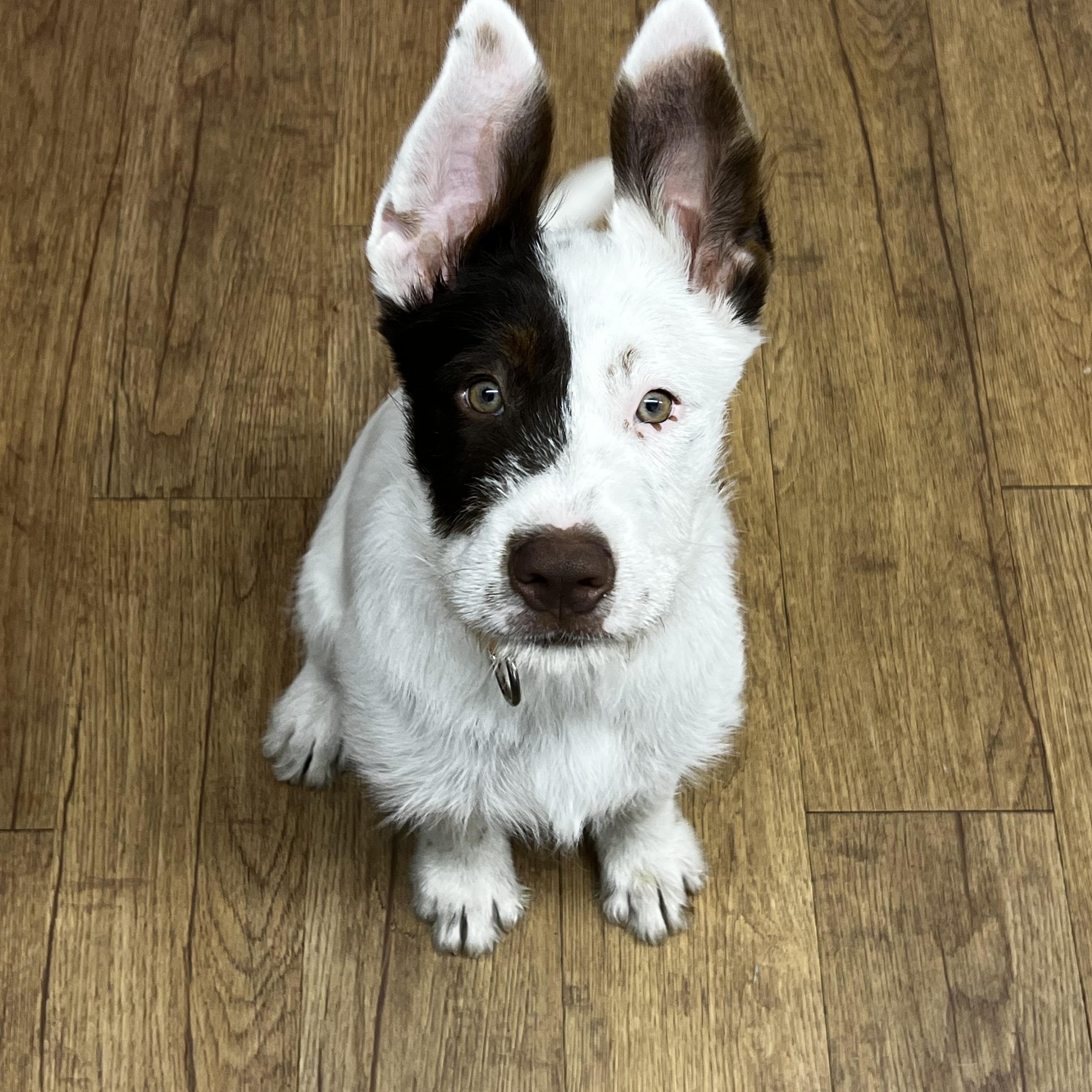 Enlarge Lasso, a Adoptable Australian Cattle Dog / Blue Heeler in Burleson, TX image 4/6