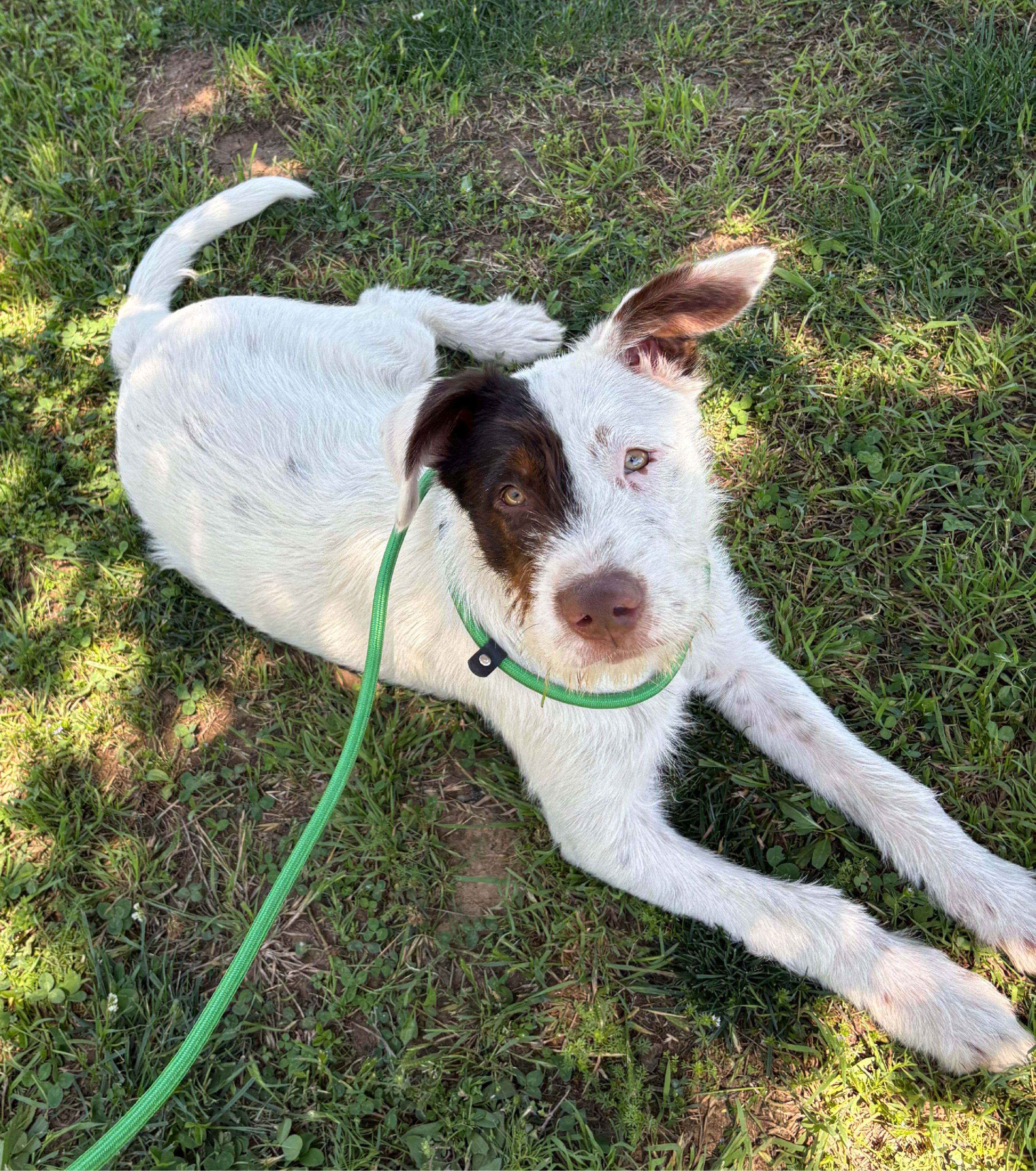 Enlarge Lasso, a Adoptable mixed breed in Argyle, TX image 2/3
