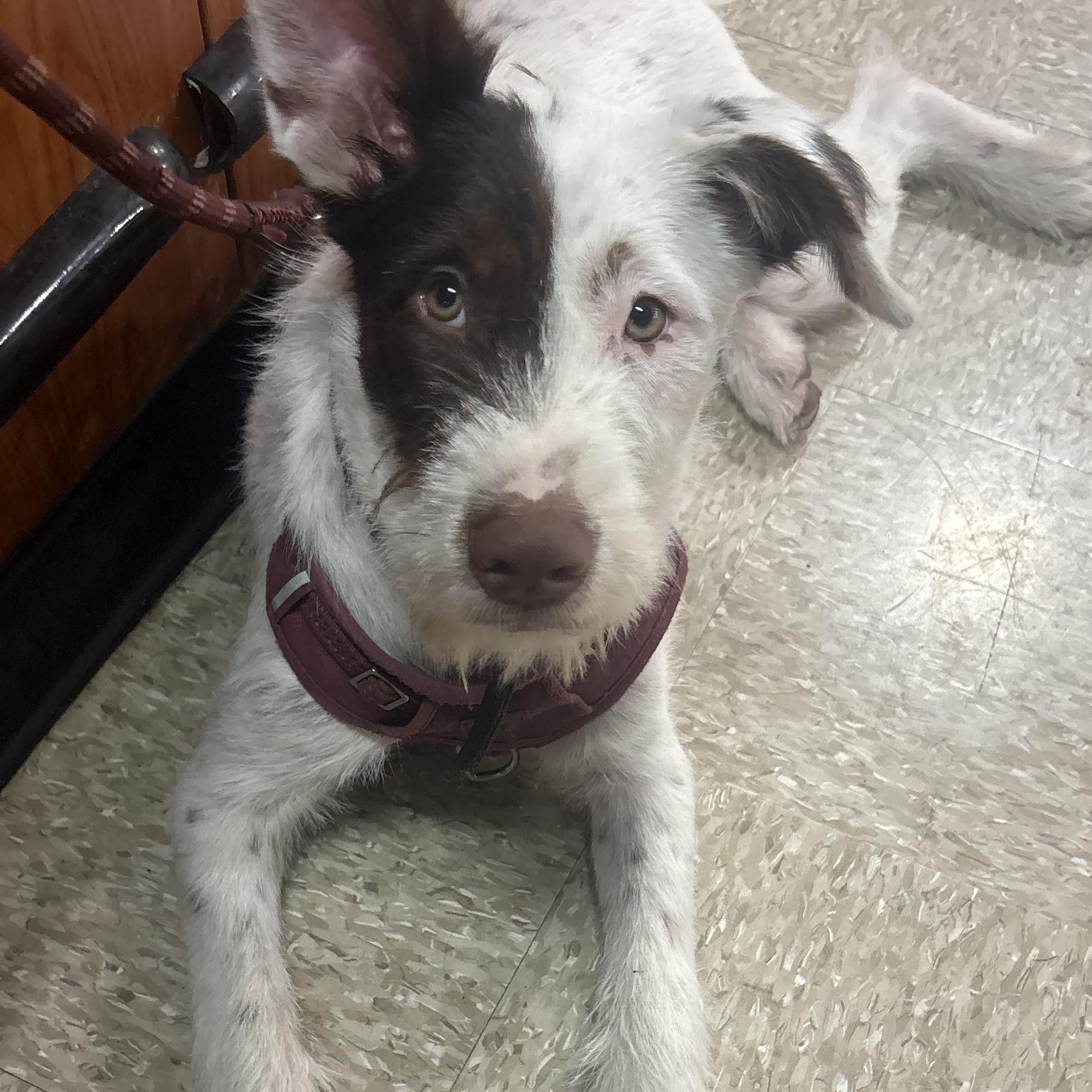 Lasso, Adoptable, Puppy Male Australian Cattle Dog / Blue Heeler & German Shepherd Dog.