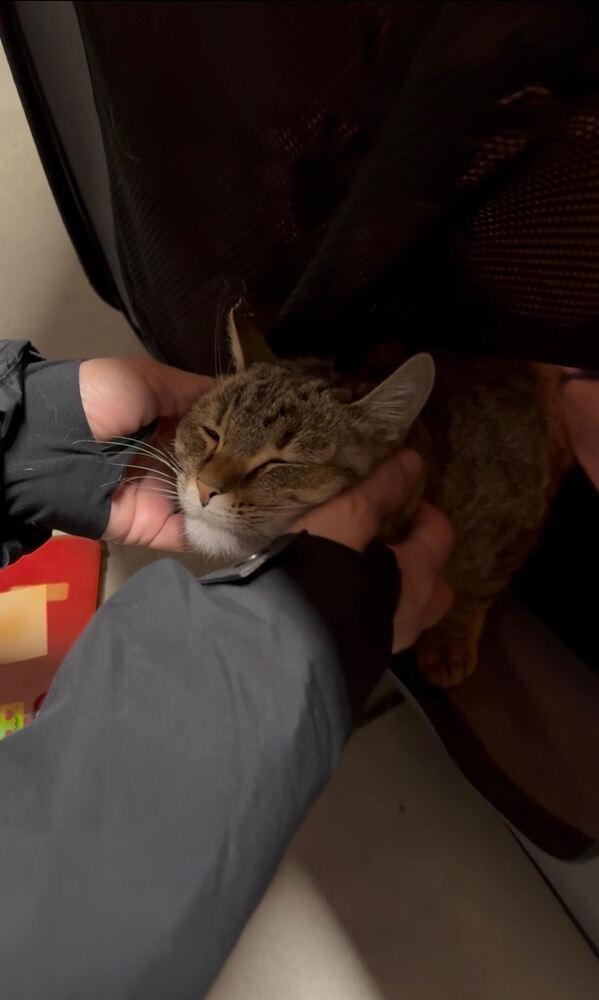 Nutmeg, Adoptable, Kitten Female Domestic Short Hair.