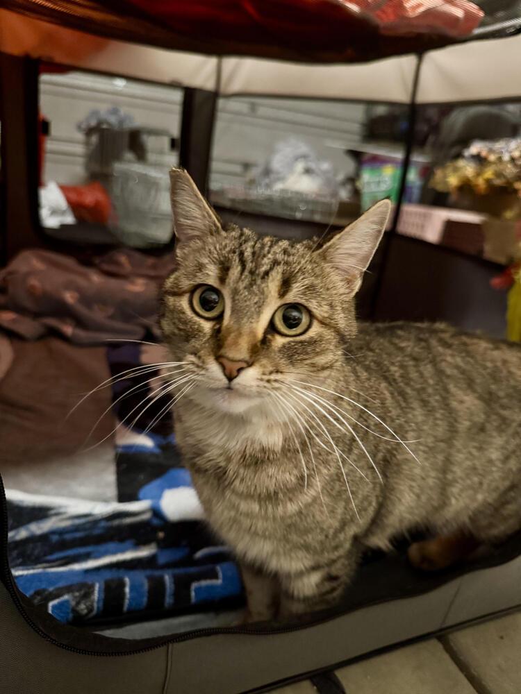 Enlarge Nutmeg, a Adoptable Domestic Short Hair in Lancaster, CA image 2/2