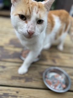 Enlarge Prince Larry, a Adoptable Domestic Short Hair in Nutley, NJ image 1/4