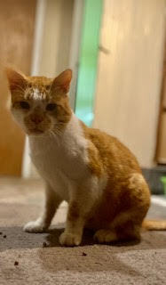 Prince Larry, Adoptable, Adult Male Domestic Short Hair.