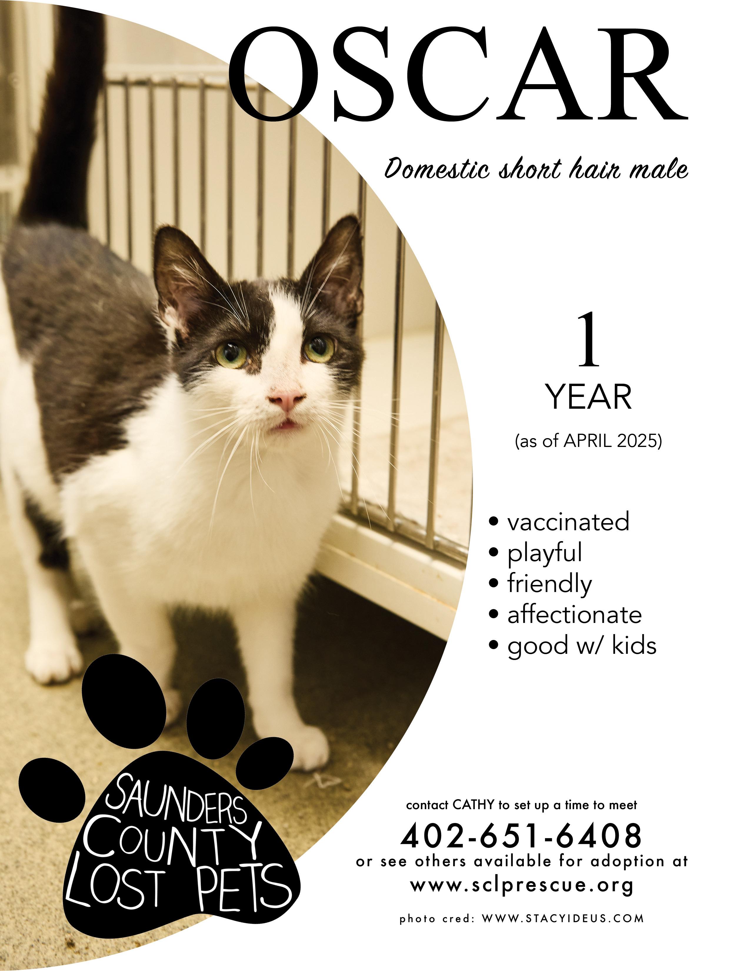 Enlarge Oscar, a Adoptable Domestic Short Hair in Wahoo, NE image 1/1