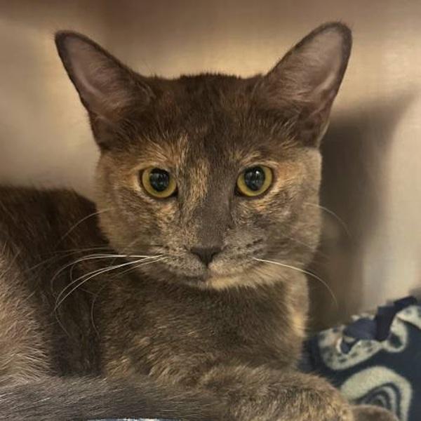 Joyce, Adoptable, Young Female Domestic Short Hair.