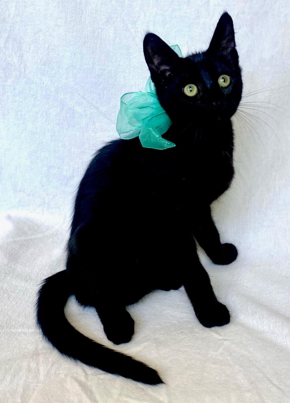 Baby Bear and Flouffy, a Adoptable Domestic Short Hair in Huntington Beach, CA image 4/5