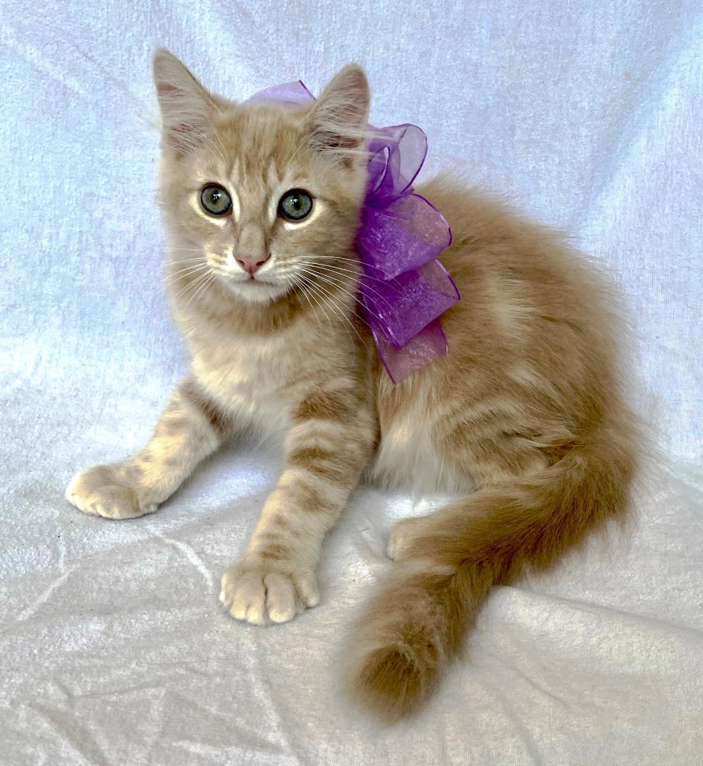 Baby Bear and Flouffy, a Adoptable Domestic Short Hair in Huntington Beach, CA image 5/5