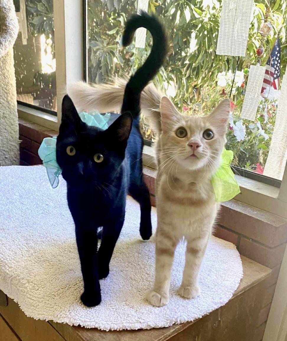 Baby Bear and Flouffy, a Adoptable Domestic Short Hair in Huntington Beach, CA image 2/5