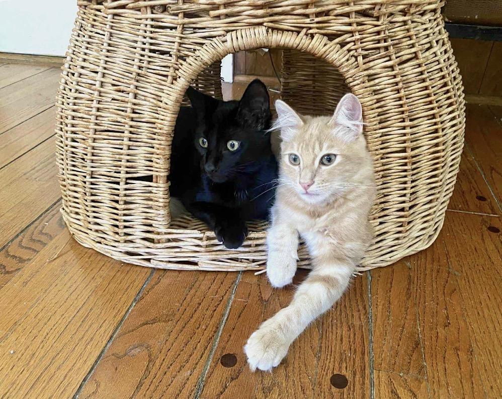Baby Bear and Flouffy, a Adoptable Domestic Short Hair in Huntington Beach, CA image 1/5