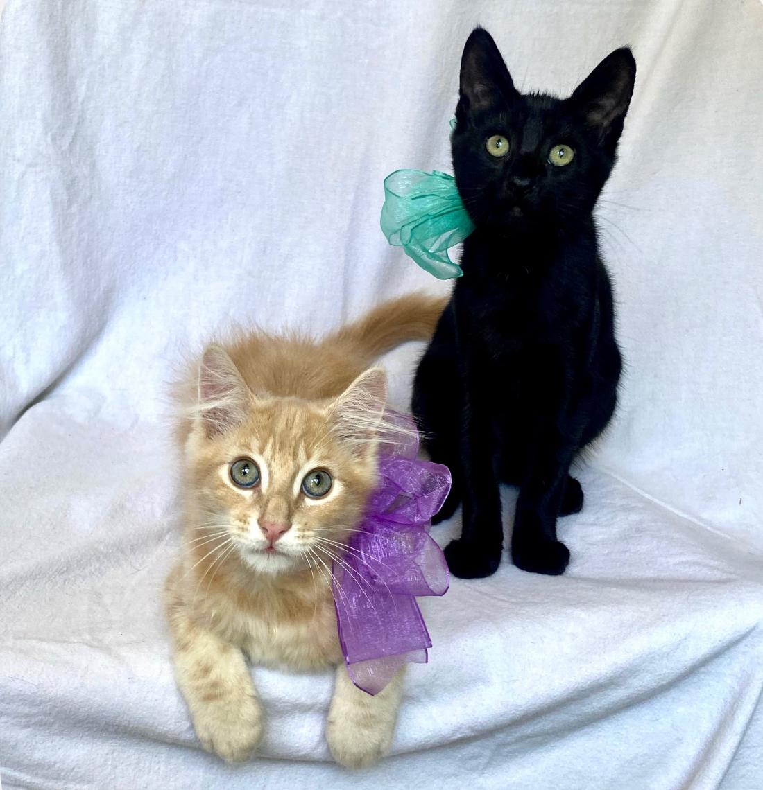 Baby Bear and Flouffy, a Adoptable Domestic Short Hair in Huntington Beach, CA image 3/5