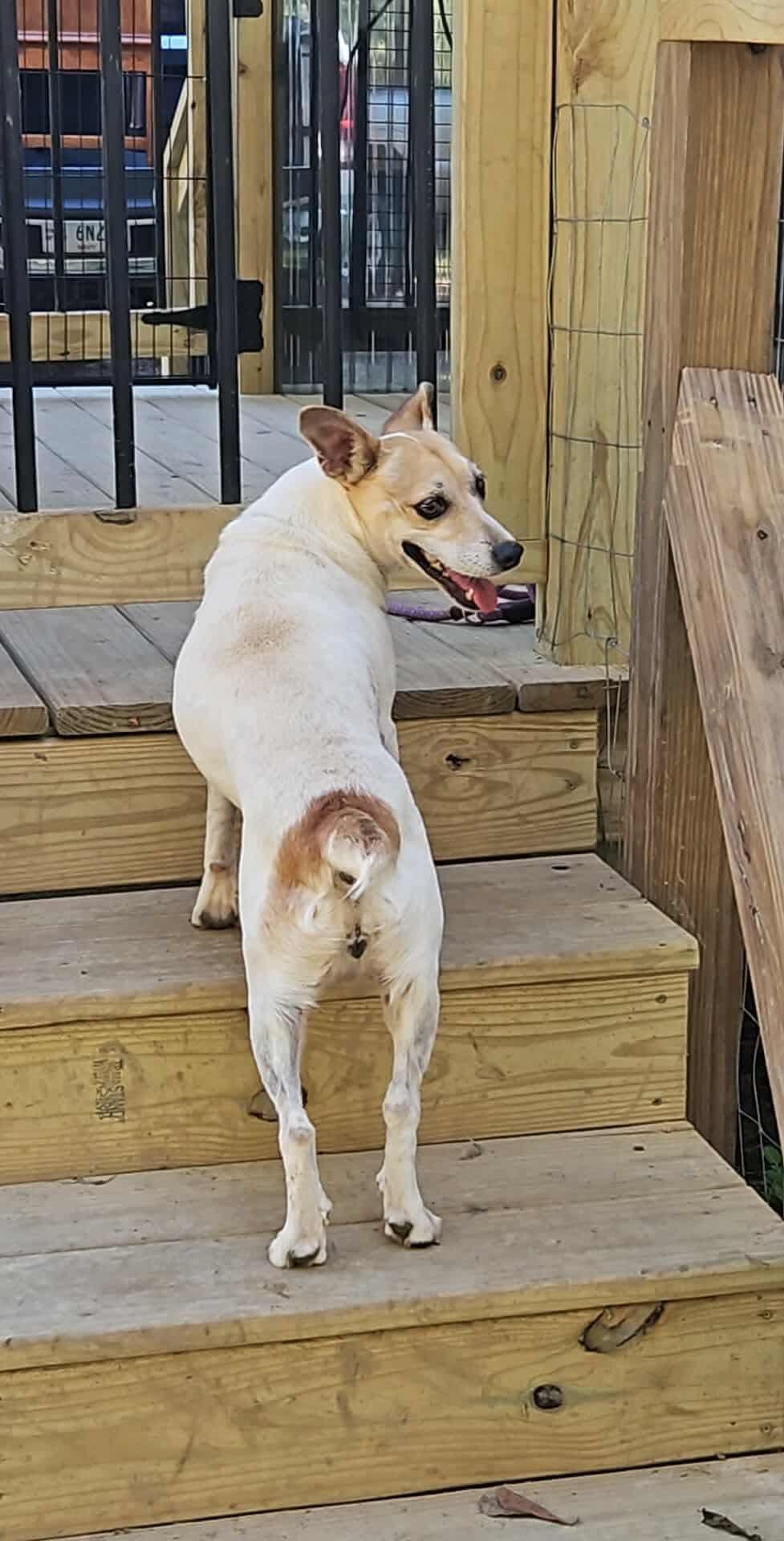 Enlarge Mercy, a Adoptable Jack Russell Terrier in Eatontown, NJ image 2/3