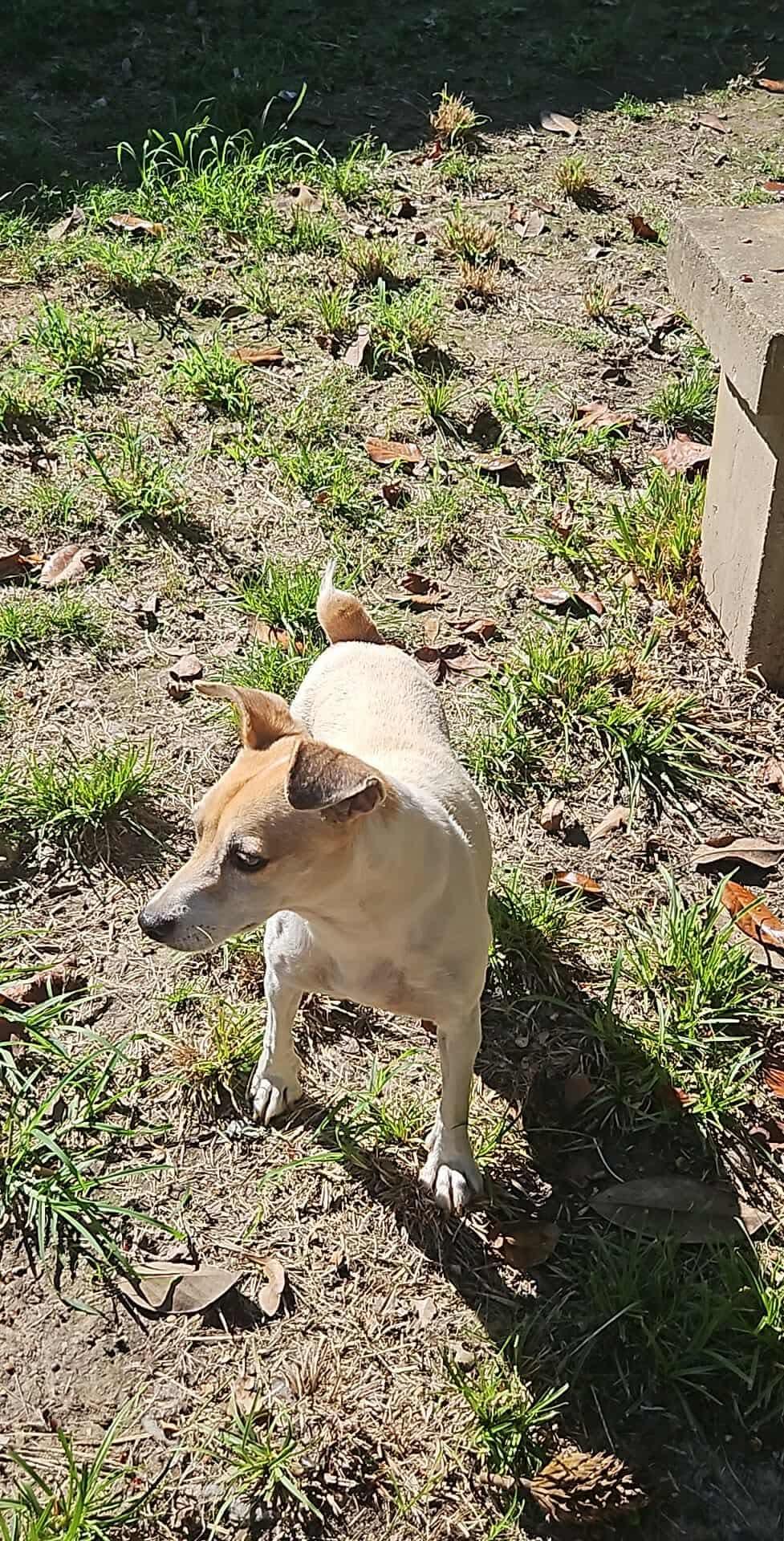 Enlarge Mercy, a Adoptable Jack Russell Terrier in Eatontown, NJ image 3/3