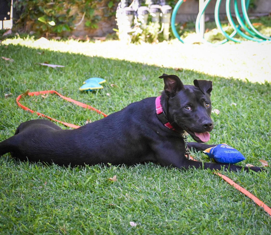 Marilynn, Adoptable, Adult Female Labrador Retriever.