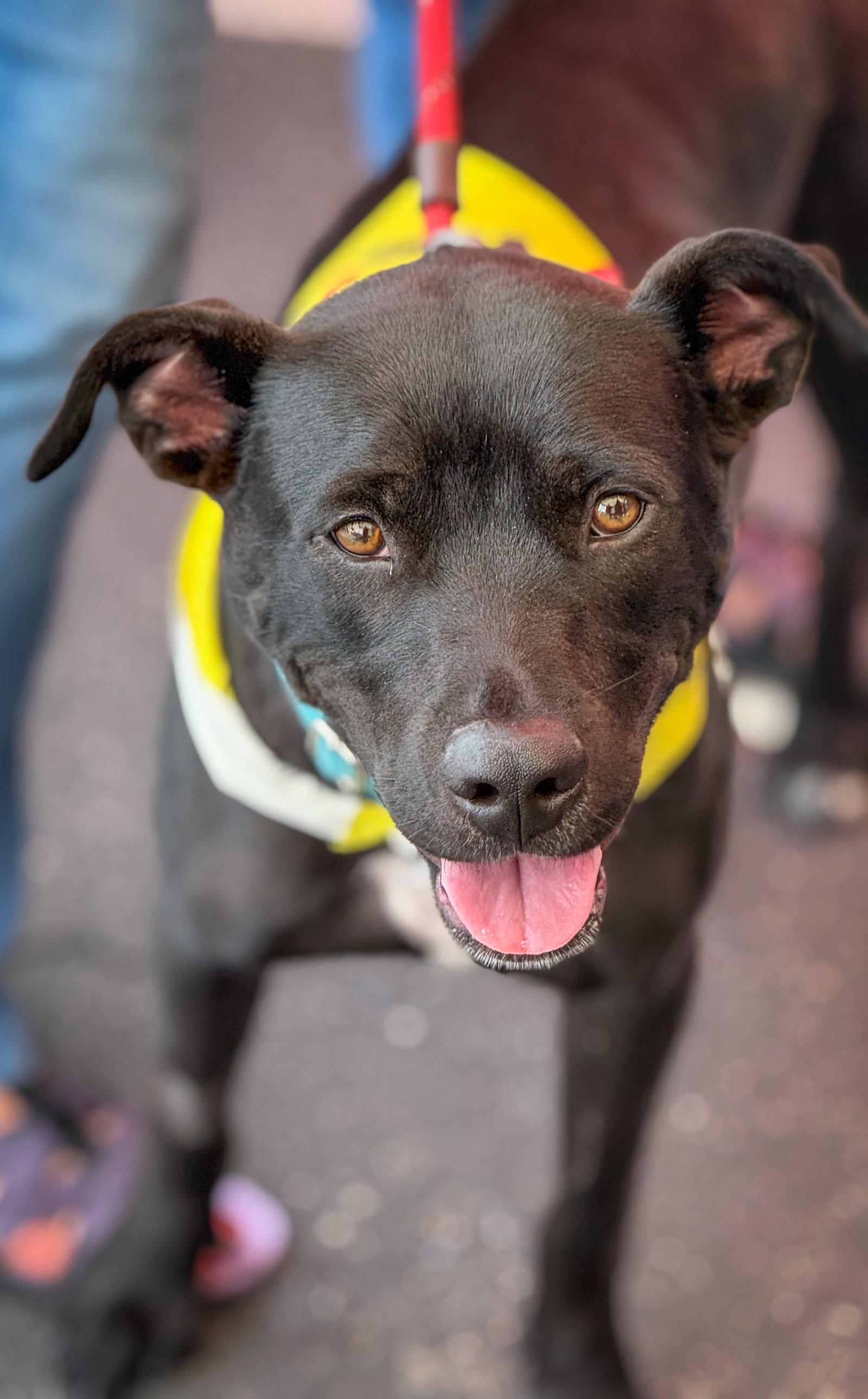 Enlarge Marilynn, a Adoptable Labrador Retriever in San Diego, CA image 2/3