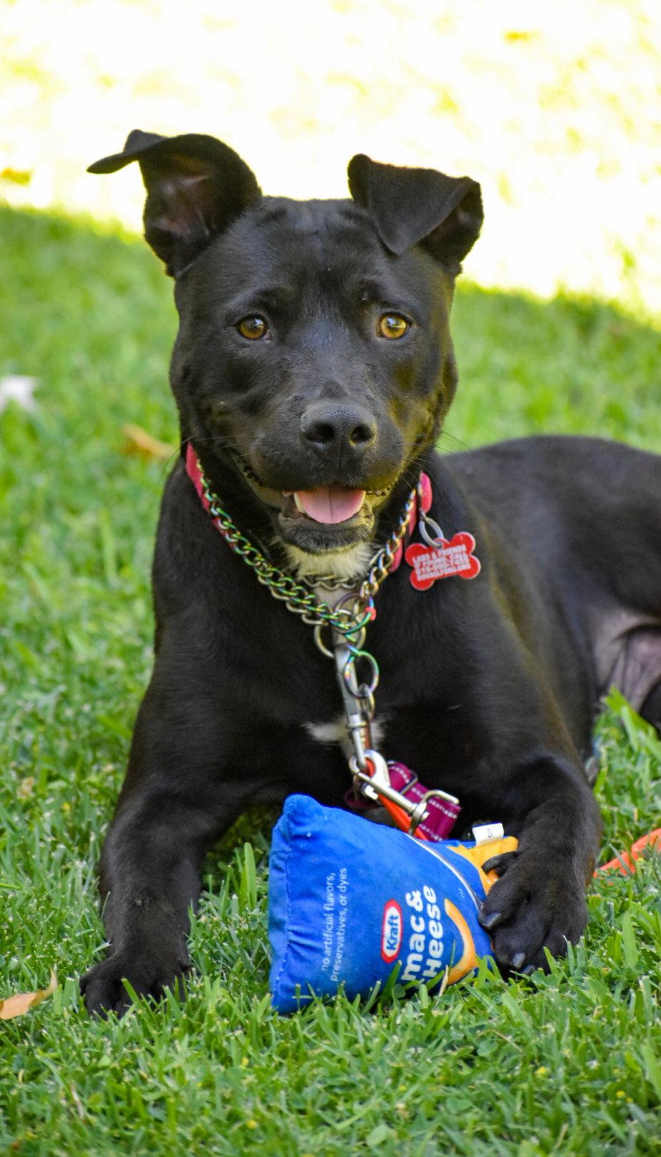 Enlarge Marilynn, a Adoptable Labrador Retriever in San Diego, CA image 3/3
