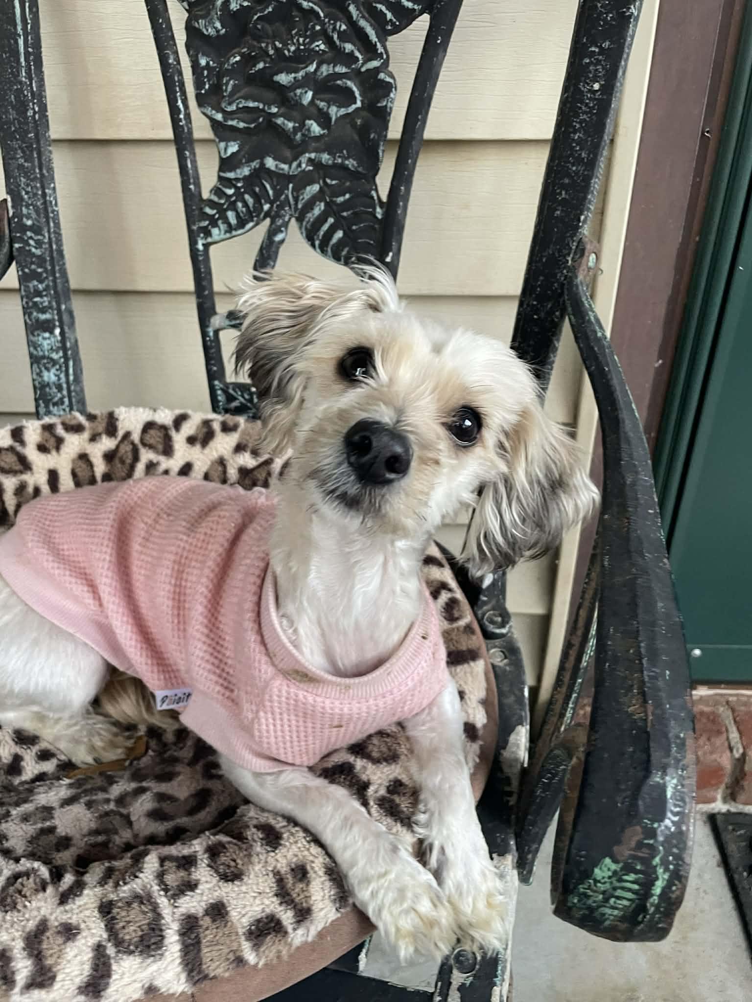 Enlarge Summer, an adoptable Maltipoo in Smyrna, GA image 2/5