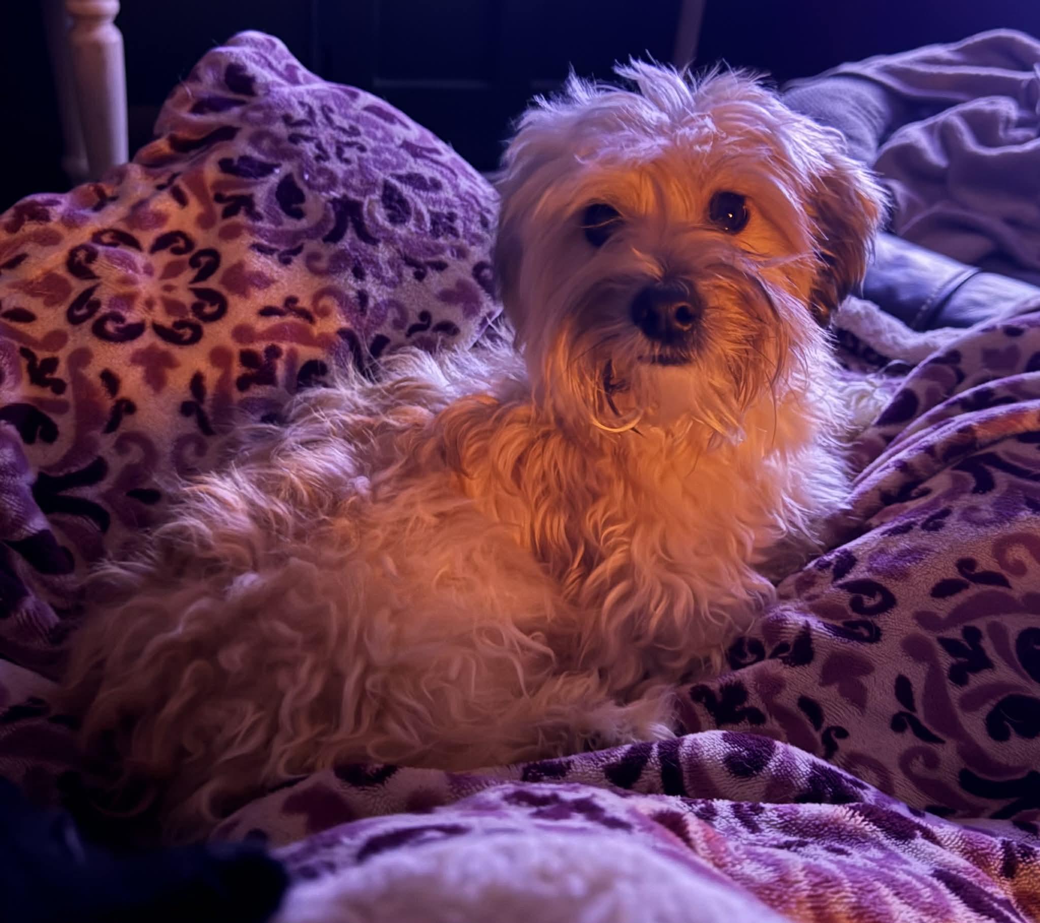 Enlarge Summer, an adoptable Maltipoo in Smyrna, GA image 1/5