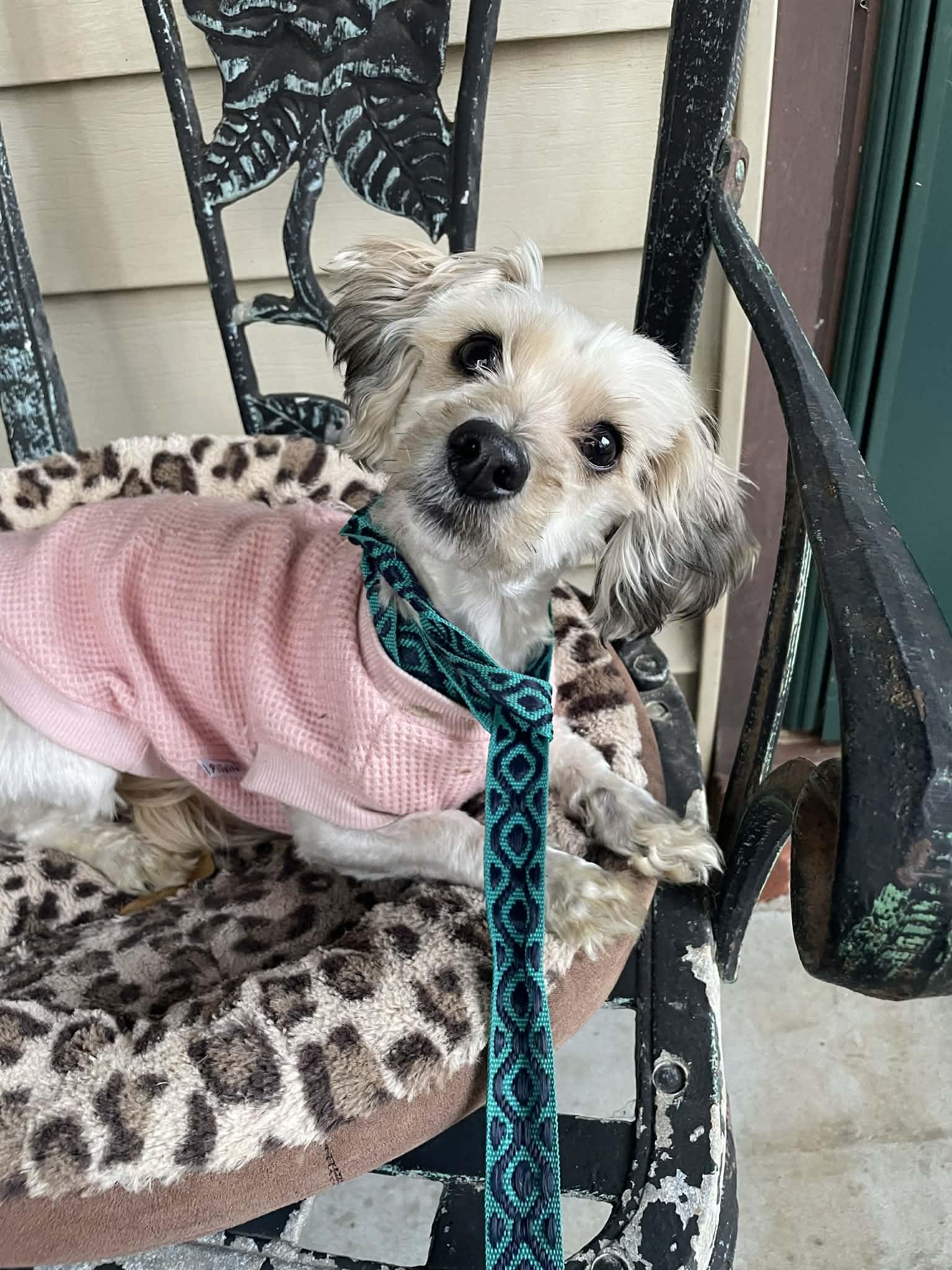 Enlarge Summer, an adoptable Maltipoo in Smyrna, GA image 5/5