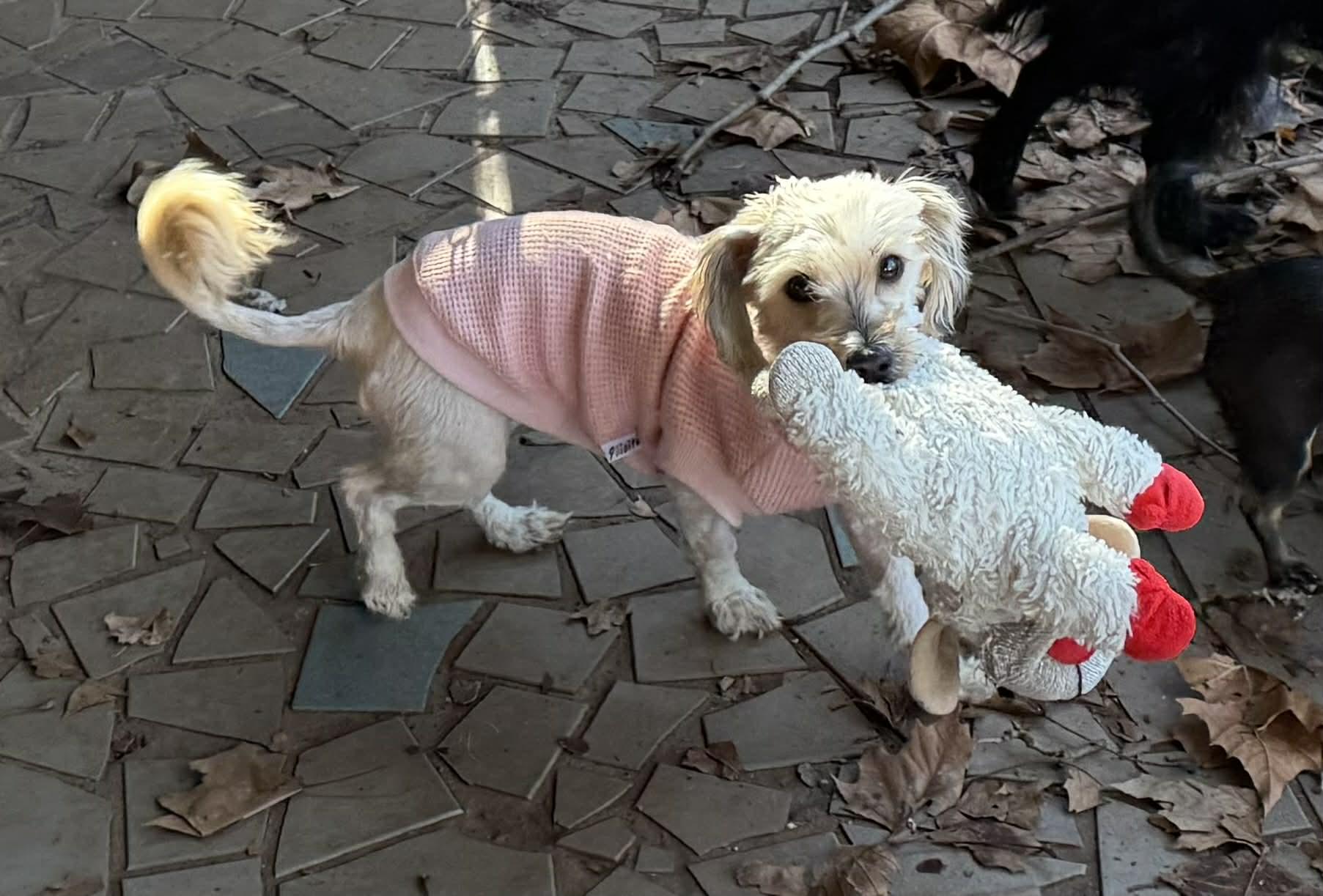 Enlarge Summer, an adoptable Maltipoo in Smyrna, GA image 4/5