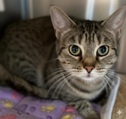 Tillie — thumbnail 2