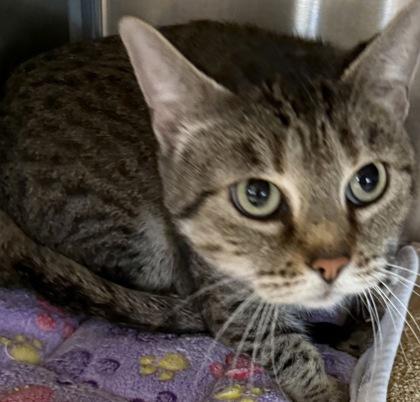 Tillie — thumbnail 3