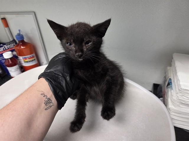 HANDSOME, Adoptable, Kitten Male Domestic Short Hair.
