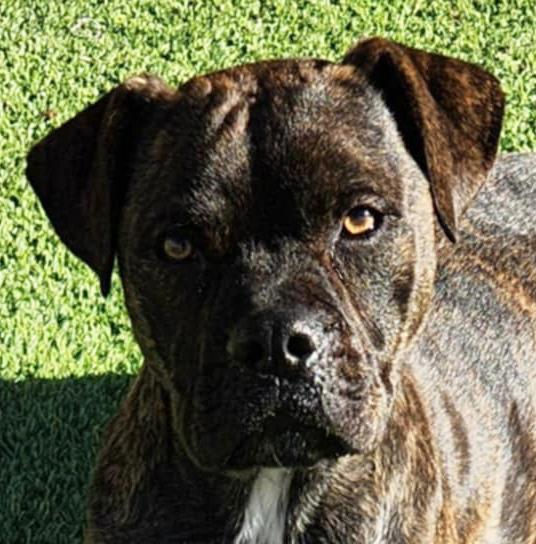 Kinetic Lil Mr Kenzo ~ Petite Boxer Bull !, Adoptable, Young Male Boxer & American Staffordshire Terrier.