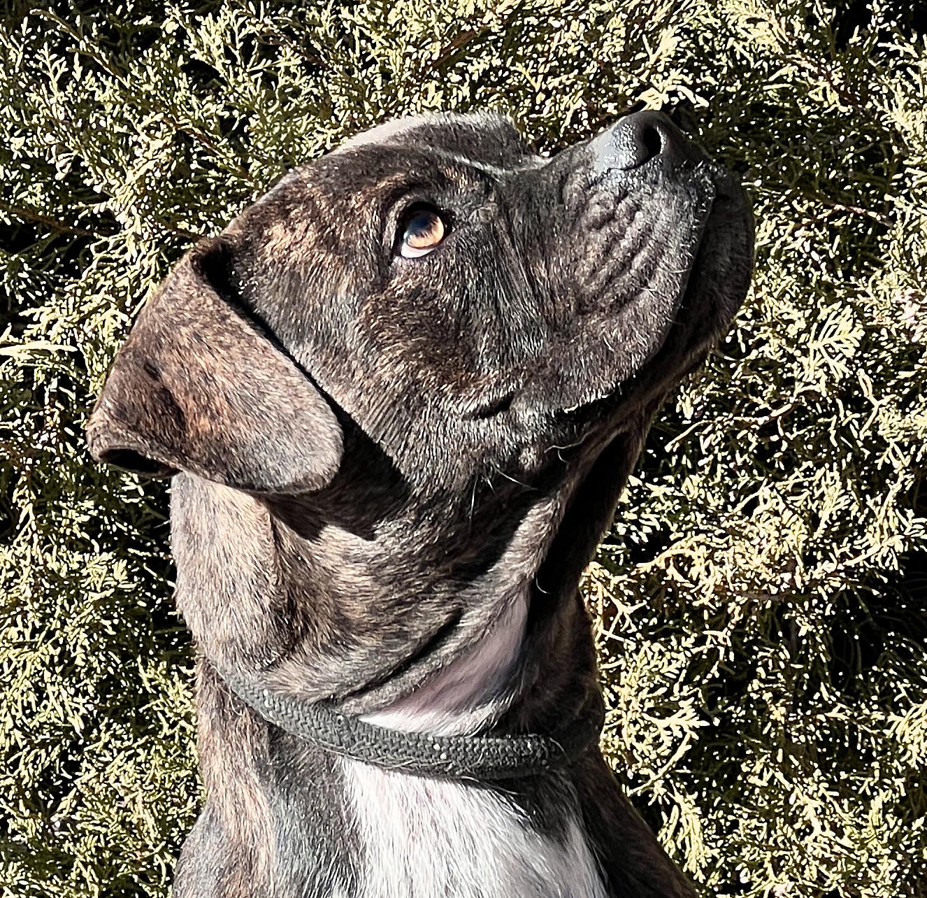 Kinetic Lil Mr Kenzo ~ Petite Boxer Bull !, Adoptable, Young Male Boxer & American Staffordshire Terrier.