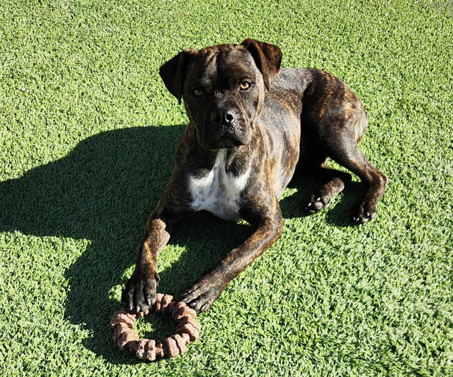 Enlarge Kinetic Lil Mr Kenzo ~ Petite Boxer Bull !, an adopted mixed breed in Albuquerque, NM image 2/4