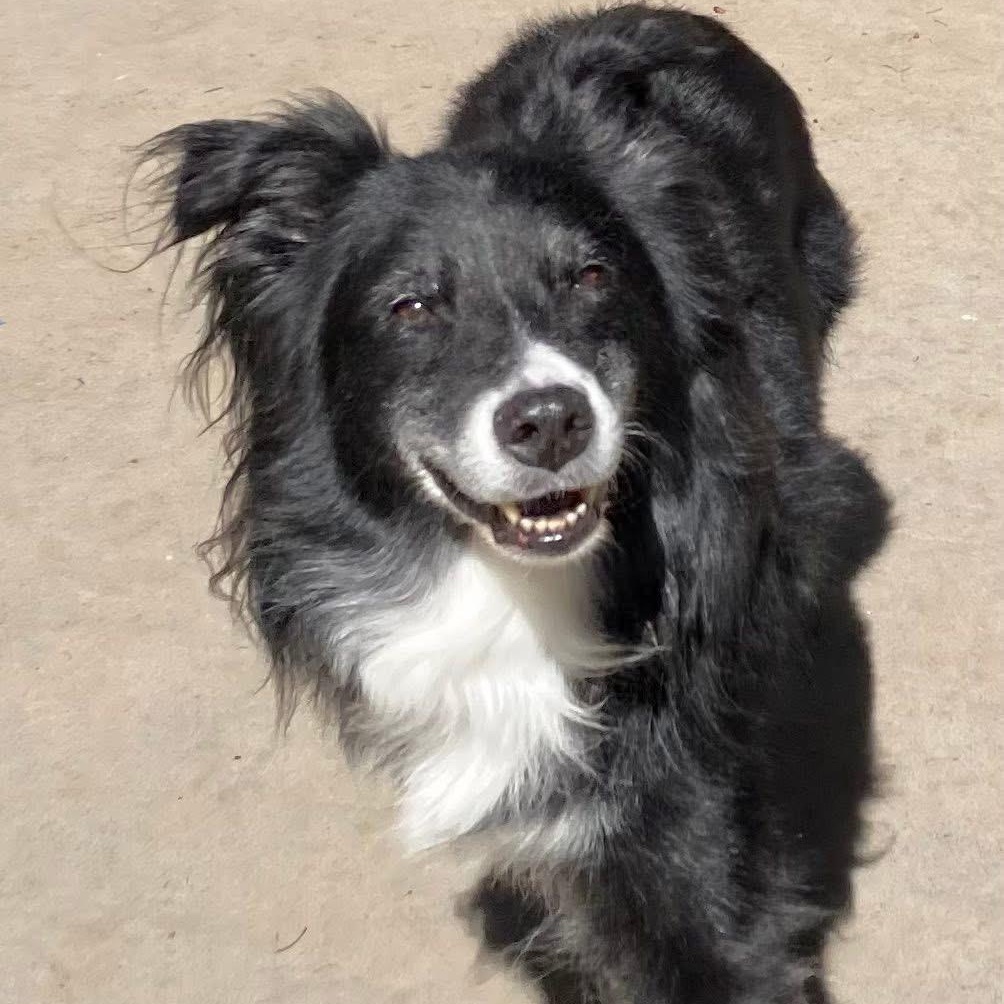 Enlarge Riley, a ADOPTABLE Australian Shepherd in Port Angeles, WA image 5/6