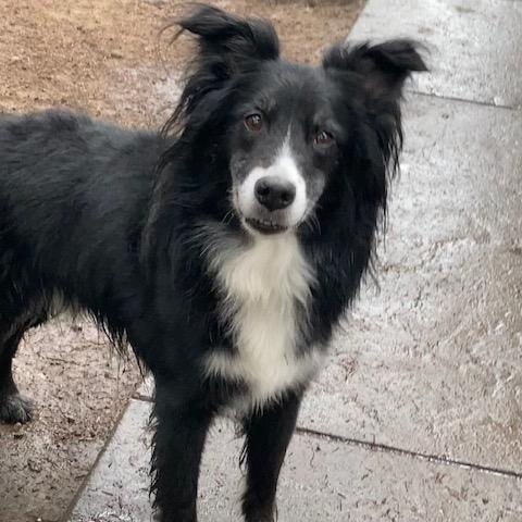 Enlarge Riley, a ADOPTABLE Australian Shepherd in Port Angeles, WA image 3/6