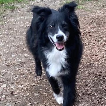 Enlarge Riley, a ADOPTABLE Australian Shepherd in Port Angeles, WA image 4/6