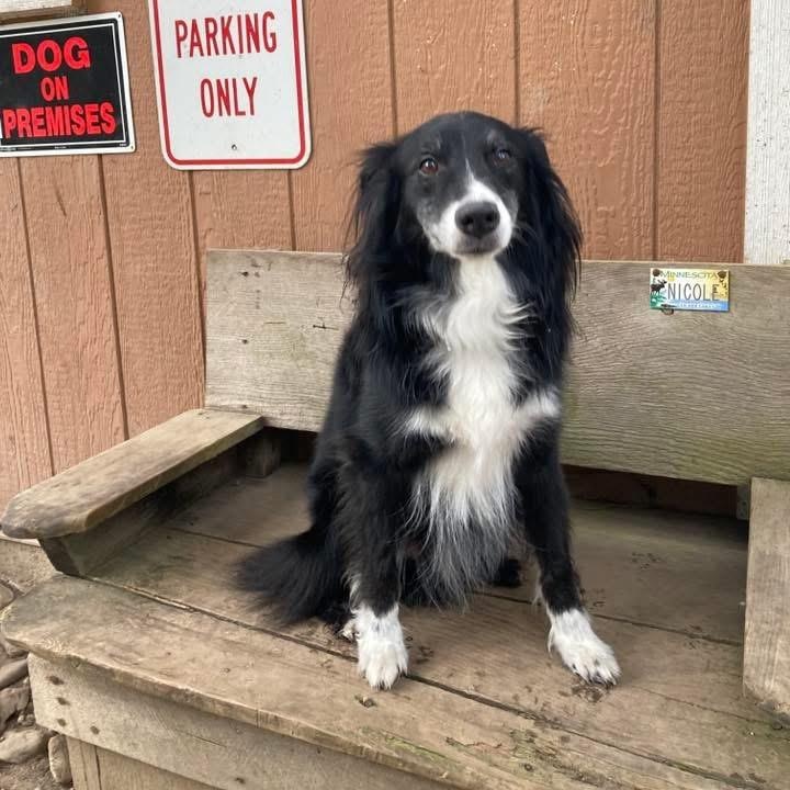 Enlarge Riley, a ADOPTABLE Australian Shepherd in Port Angeles, WA image 2/6