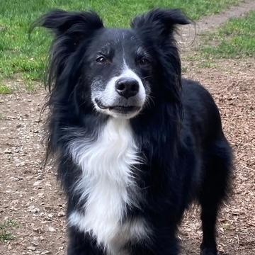 Riley, ADOPTABLE, Young Male Australian Shepherd.