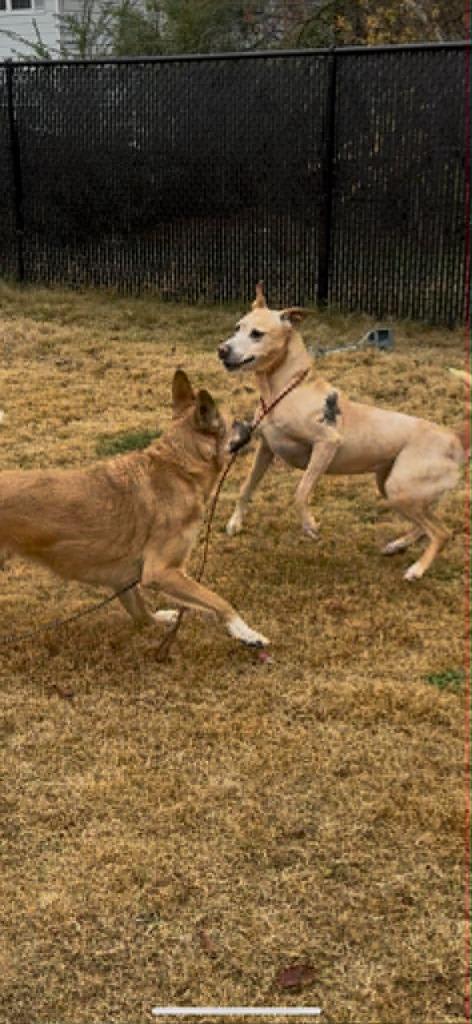 Enlarge Bailey, a Adoptable mixed breed in East Ridge, TN image 2/6