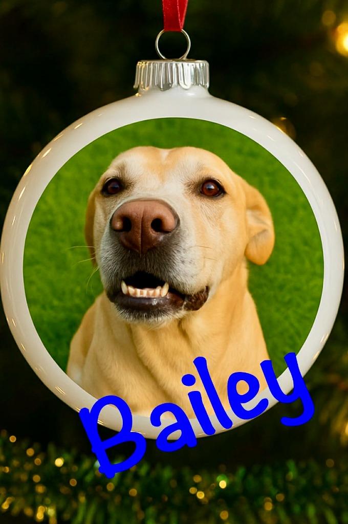 Enlarge Bailey, a Adoptable mixed breed in East Ridge, TN image 3/6