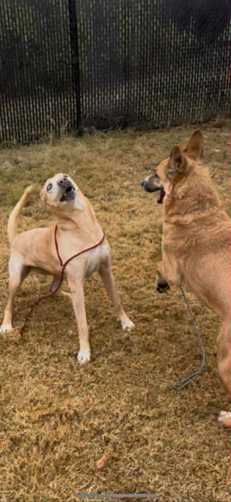 Enlarge Bailey, a Adoptable mixed breed in East Ridge, TN image 1/6