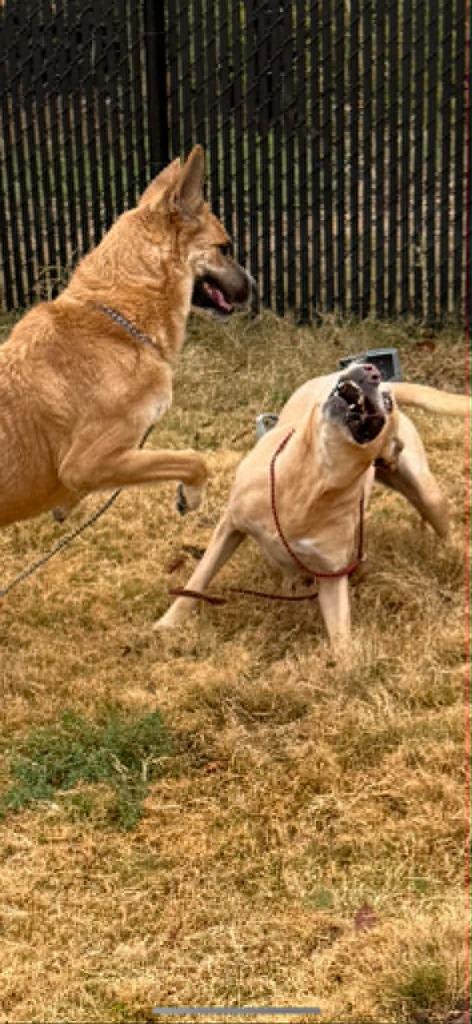 Enlarge Bailey, a Adoptable mixed breed in East Ridge, TN image 4/6